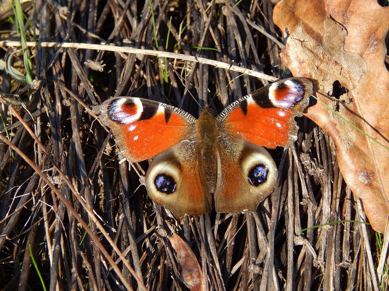 Parco del Ticino 9/2/14 :Aglais io